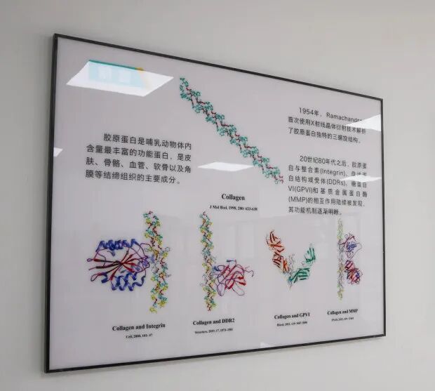 图为胶原蛋白功能介绍
