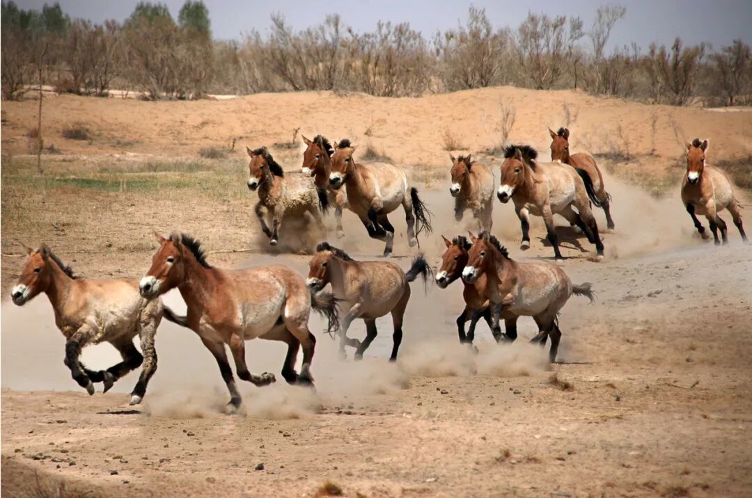 央视马年春晚吉祥物发布 武威文旅持续上大分