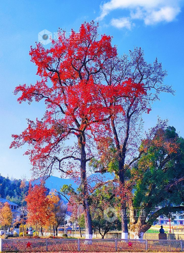 江西永新：冬日红枫扮靓红色景区（图）