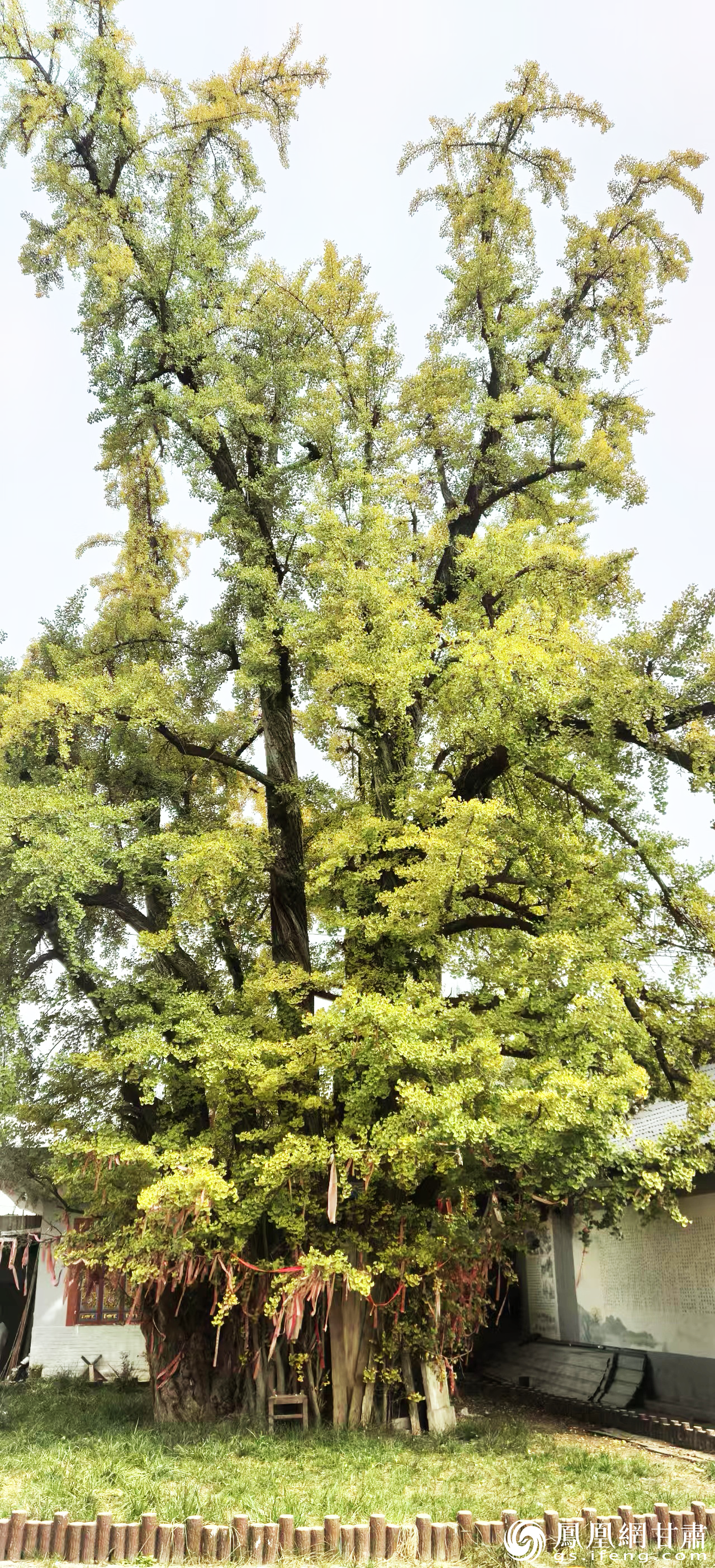 在甘肃省陇南市徽县银杏树镇银杏村，一棵3000多岁古银杏见证着历史变迁。张旭晨　摄