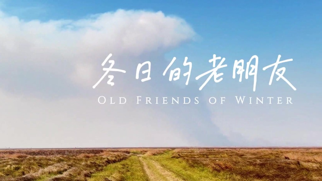 冬日的老朋友