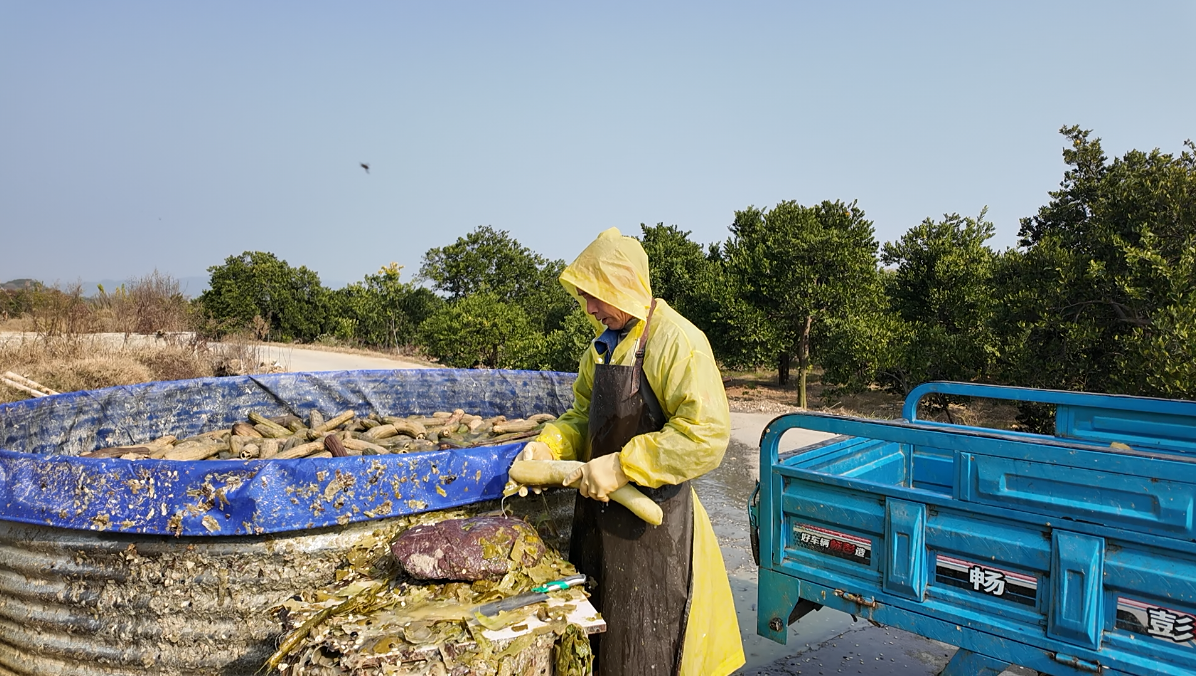 山海奏響協作曲 “金瓜”結出共富果  慈常山海協作絲瓜絡產業賦能鄉村振興