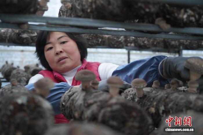 图为陕西留坝菇农正在采收香菇。　刘慧 摄