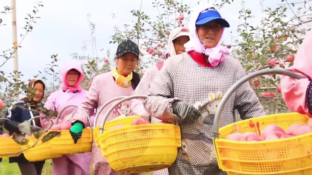 金果飘香全国高端市场　甘肃灵台政企双向奔赴这样"营"