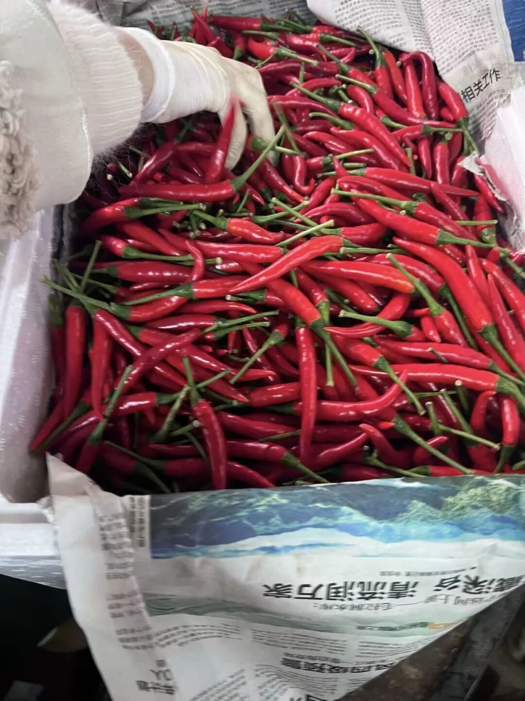 小米辣突然身价暴涨 网友直呼吃不起！南昌市场一斤突破30元