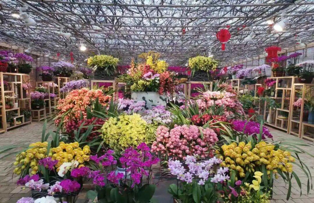 秦岭花世界花卉观赏体验区