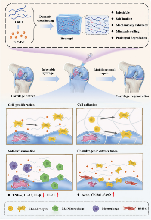 图为II型胶原与亚铁/三价铁离子的动态交联治疗OA的多功能水凝胶