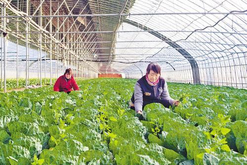 12月3日，在青县胡白庄村设施蔬菜生产基地，工人正在打理甘蓝菜。 本报记者 王雅楠摄