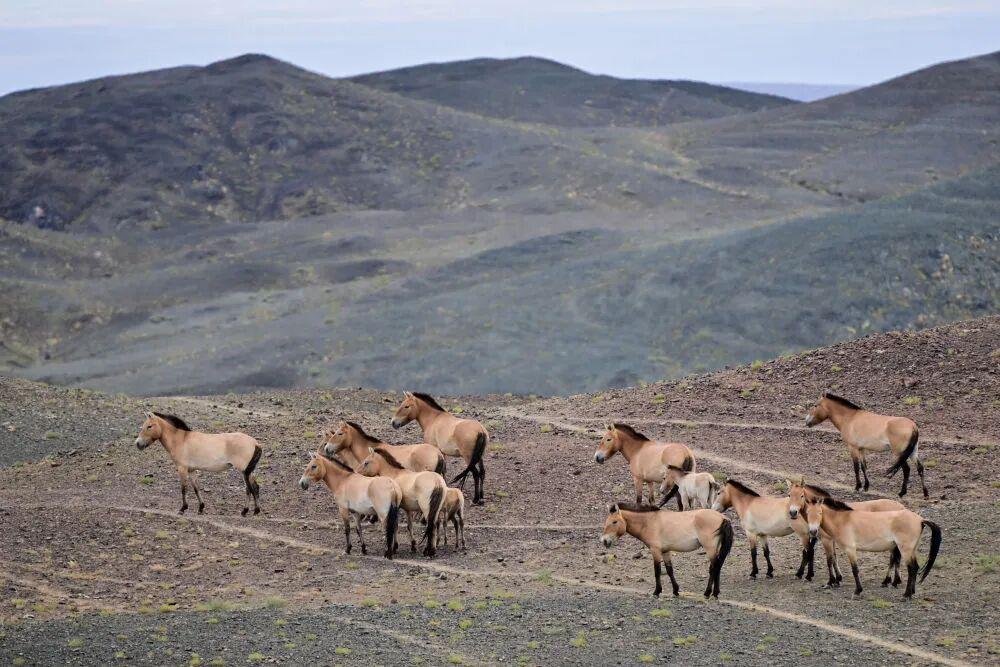 這是在新疆卡拉麥里山有蹄類野生動物自然保護區拍攝的普氏野馬 圖源 | 新華社