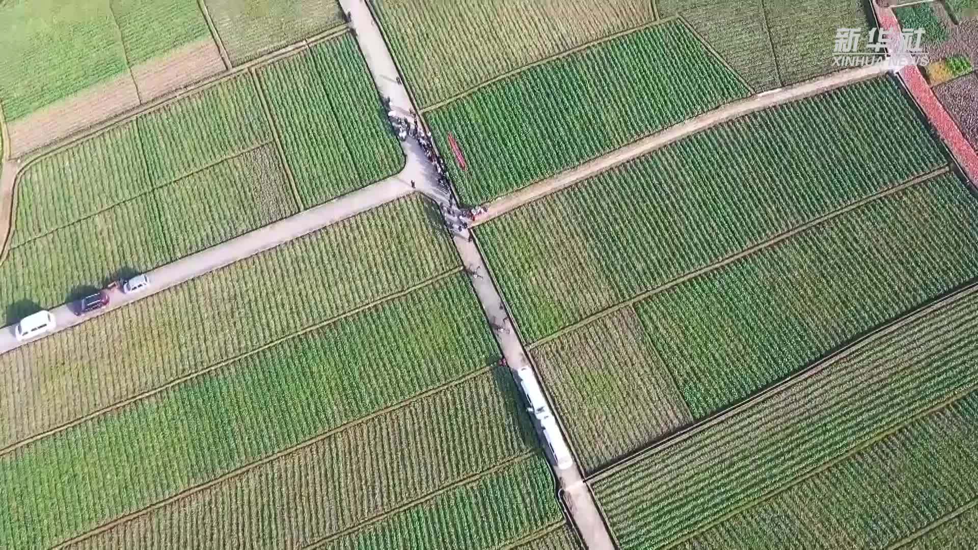 陕西南郑：因苗施策 确保农作物安全越冬