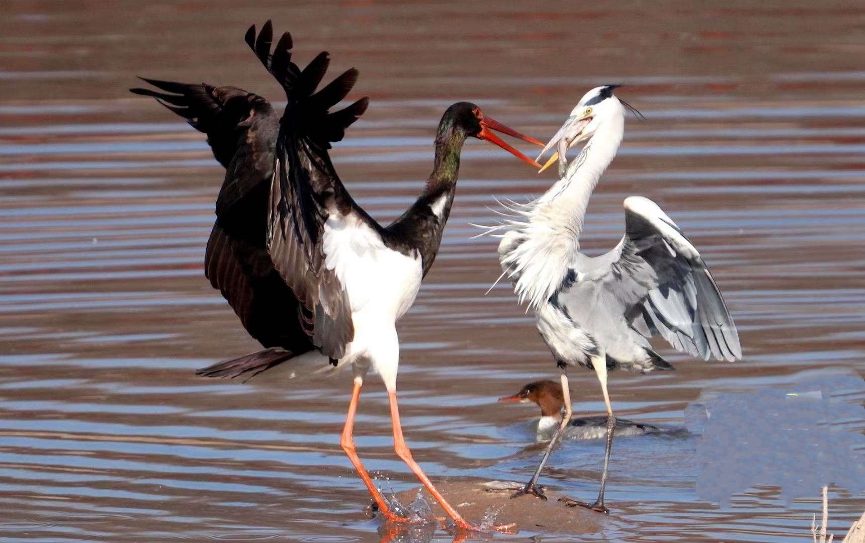 好生态引来候鸟栖息