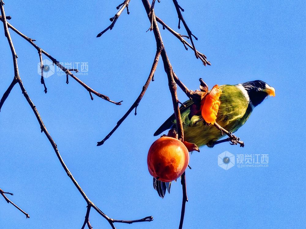 2025年12月14日，江西省分宜县钤山镇龙源村，数只领雀嘴鹎在挂满柿子的枝头穿梭、嬉戏觅食，形成冬季里一抹灵动温暖的风景。