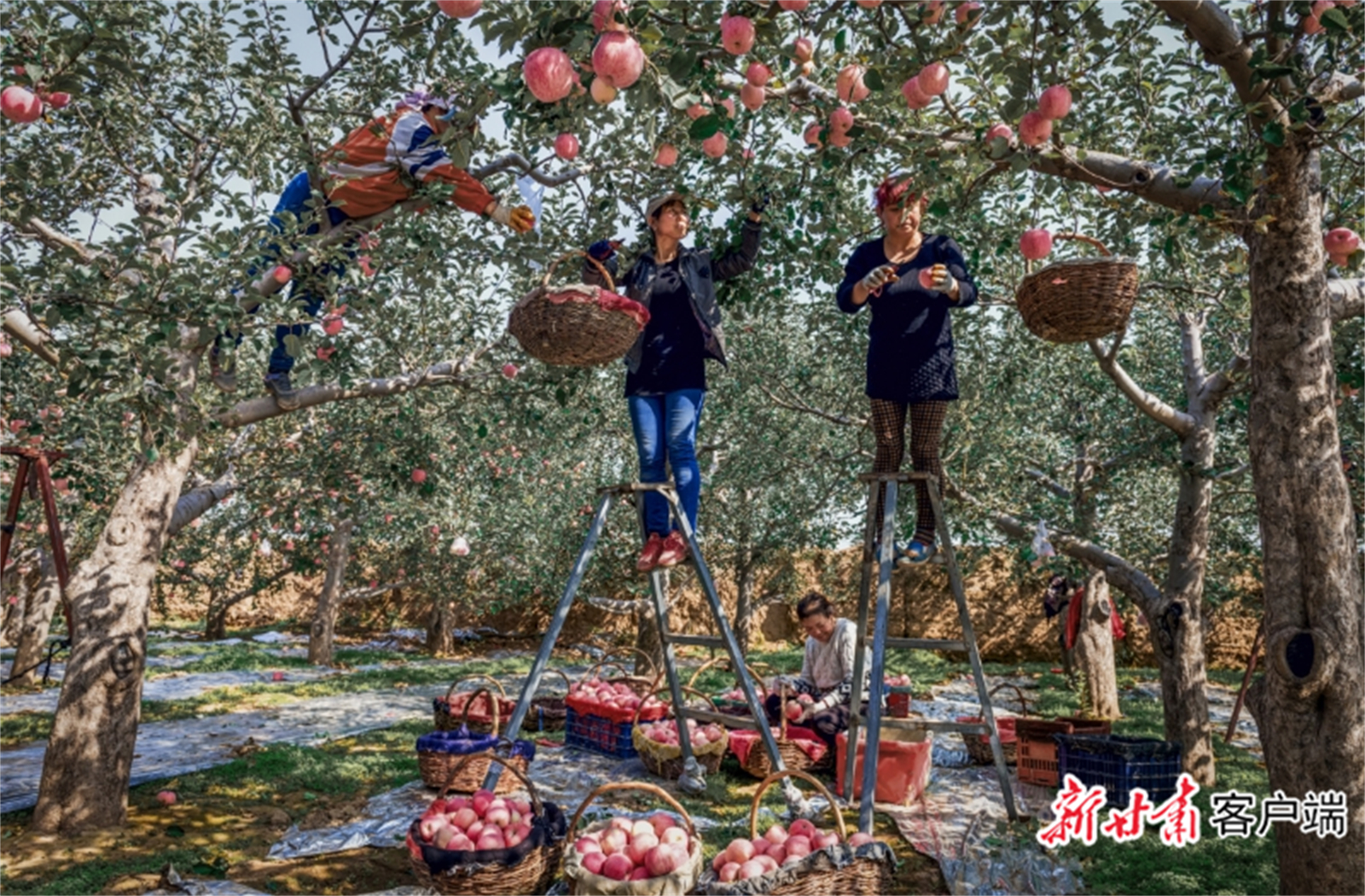农户采摘静宁苹果　省农业农村厅供图