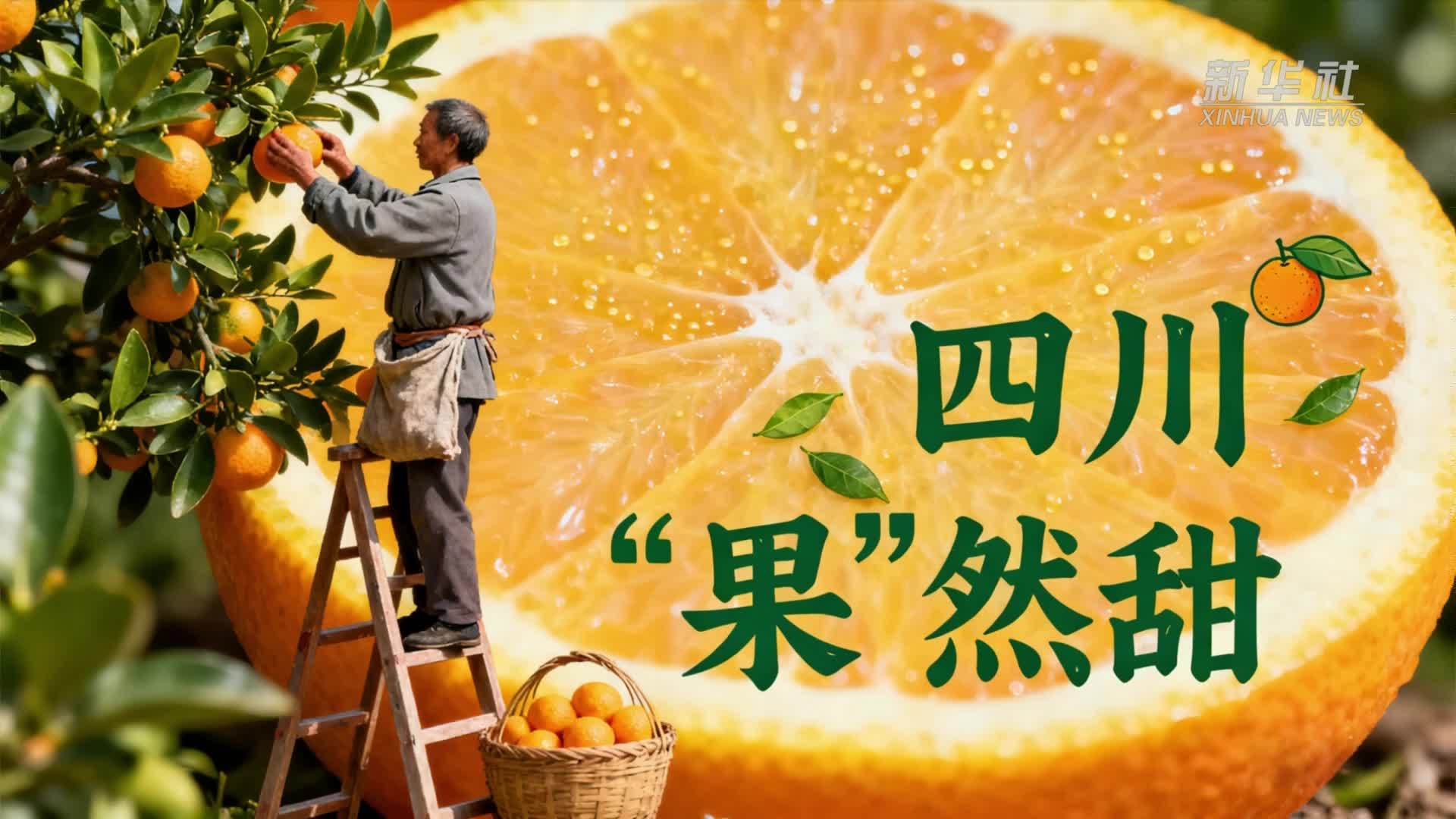 四川布拖阿布洛哈村：路畅果香 小乡村驶入振兴“快车道”