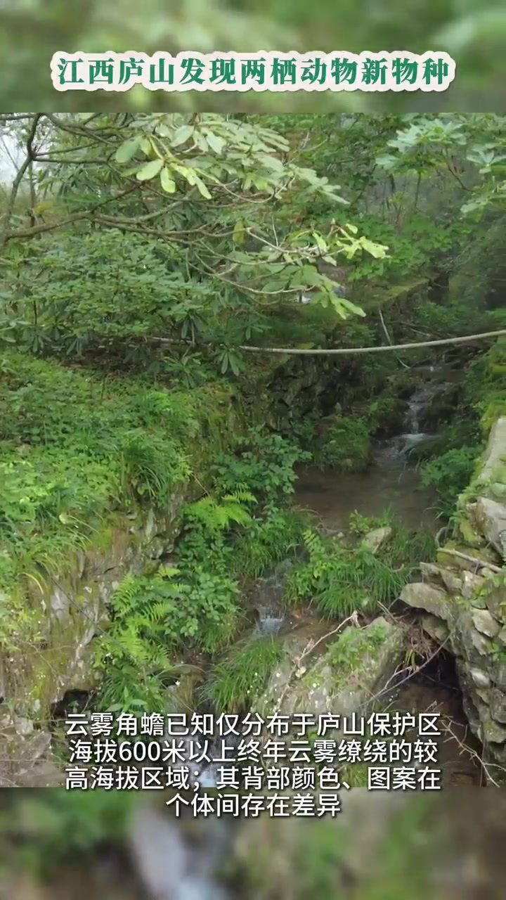 江西庐山发现两种角蟾新物种