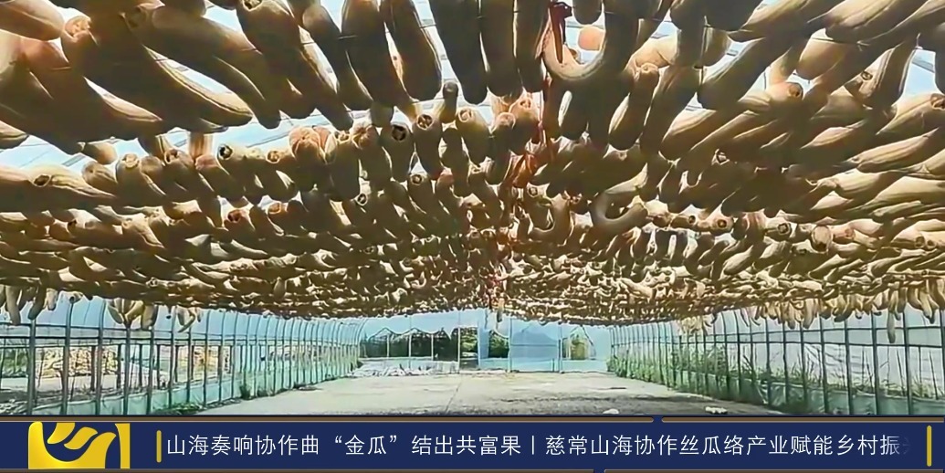 慈常山海协作丝瓜络产业赋能乡村振兴