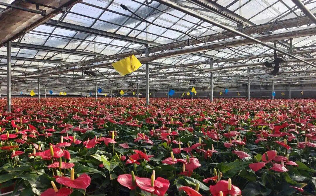 西部兰花生态园观赏体验区