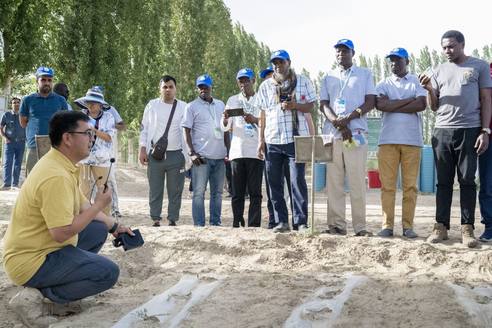 2023年6月13日，在中国科学院新疆生态与地理研究所策勒沙漠研究站，中方专家向非洲和中亚学员介绍荒漠植物。