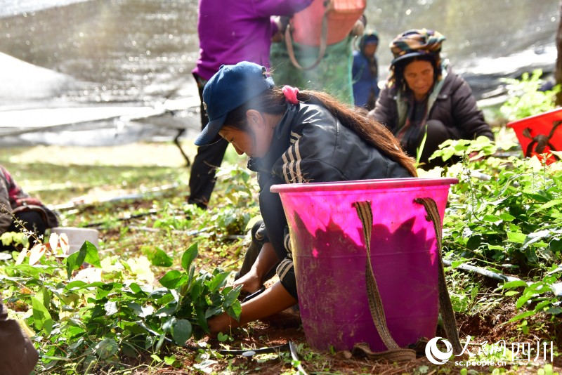 孙子莫日各正在收割中草药。人民网记者 朱虹摄