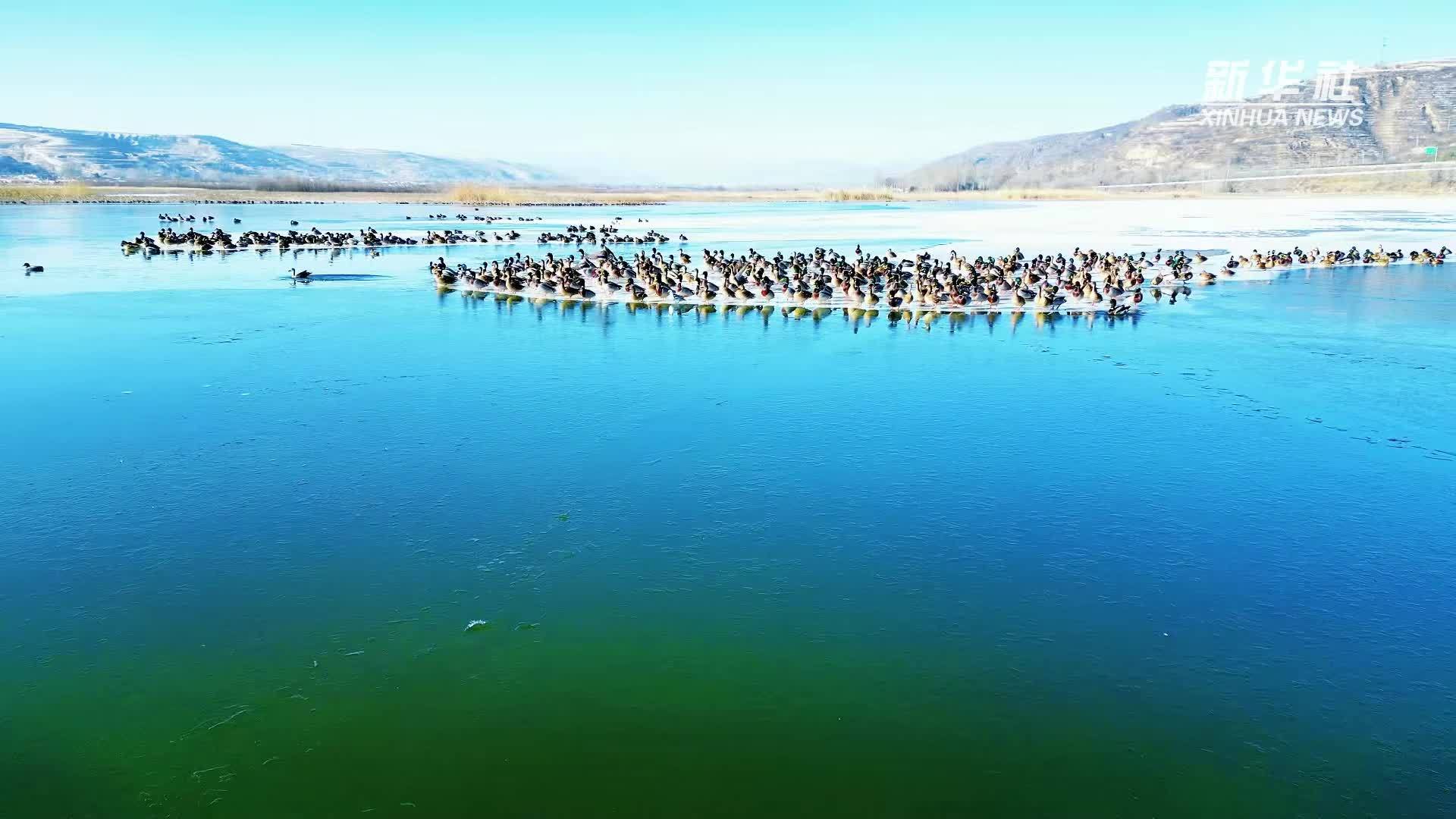 宁夏彭阳：店洼水库数以千计野鸭等候鸟“集体越冬”