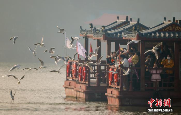 湖北武汉：越冬红嘴鸥化身“冬日舞者”与人同游