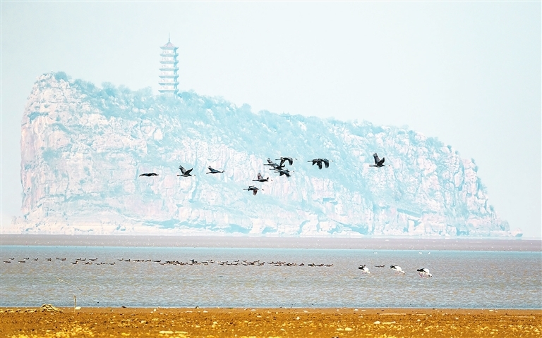 九江：候鸟偏爱的生态乐园（图）