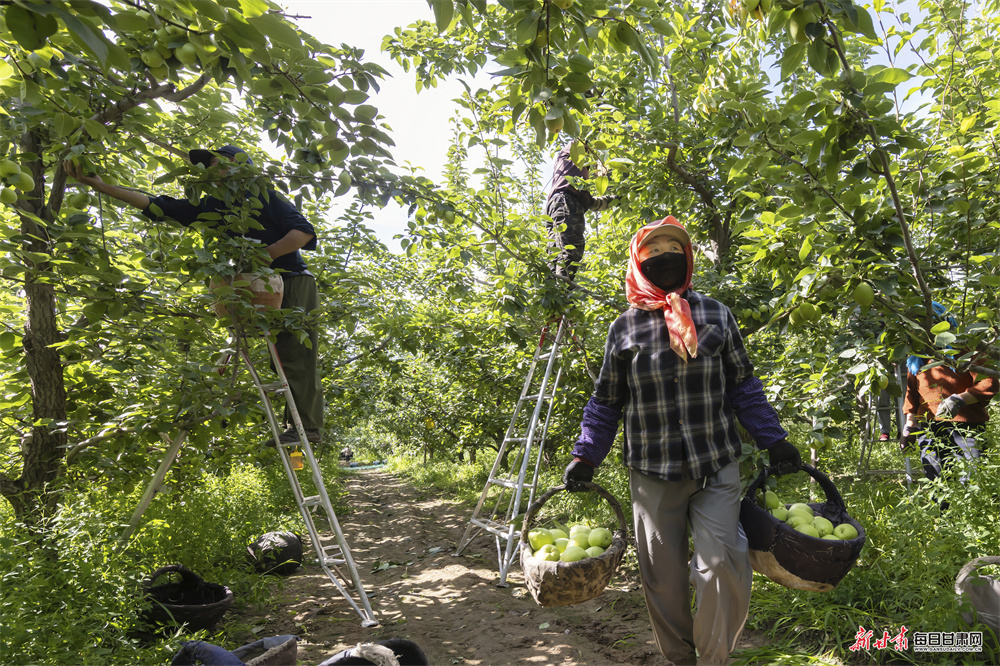 立秋时节收梨忙