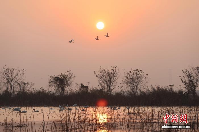 南昌：成群候鸟鄱阳湖畔栖息觅食（图）