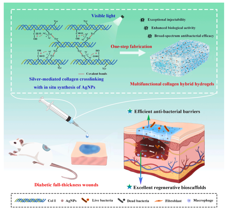 图为一步法制备多功能胶原蛋白水凝胶