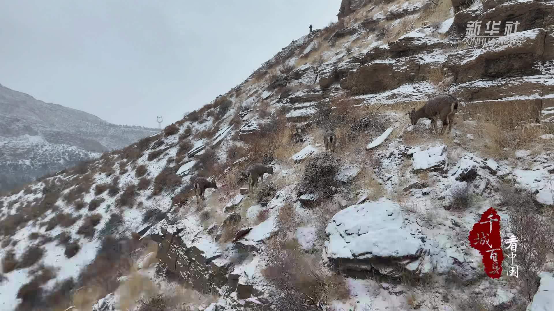 千城百县看中国丨内蒙古：雪中岩羊