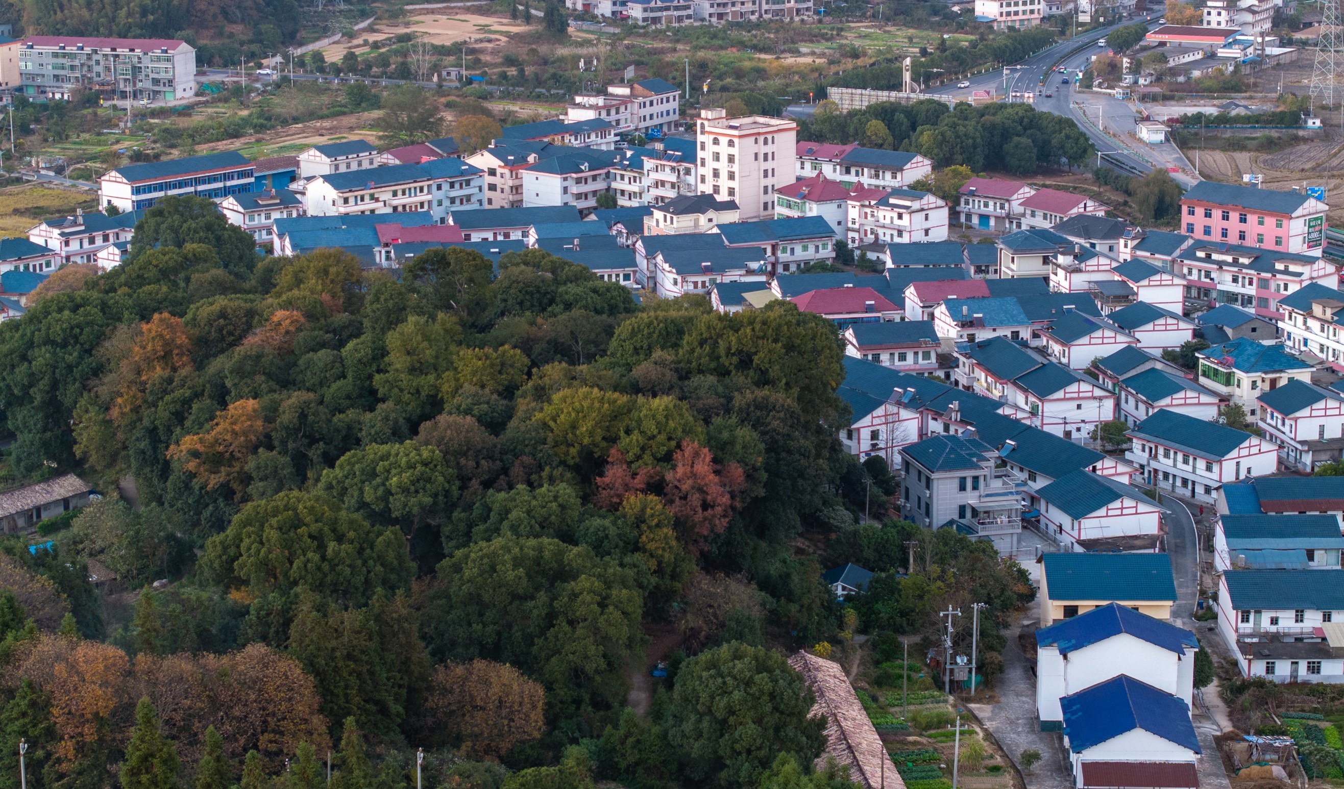 江西新余：古树伴乡村（图）