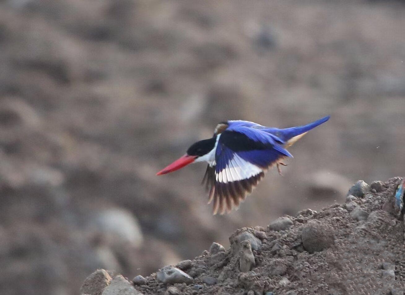 好生态引来候鸟栖息