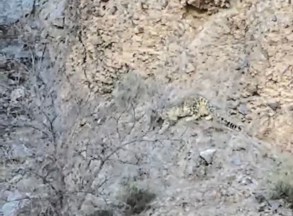 雪豹在山间活动　新华社发