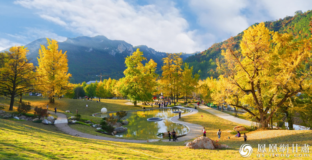 徽县嘉陵镇田河村千年银杏林披“金装”　尹美　摄