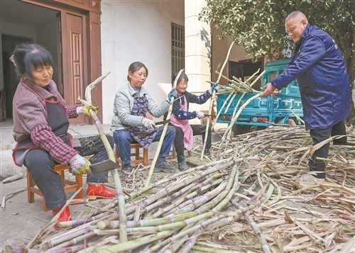 万年县：甘蔗迎丰收