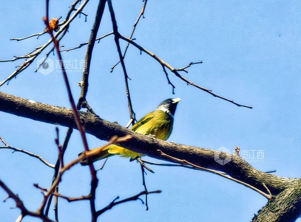 2025年12月14日，江西省分宜县钤山镇龙源村，数只领雀嘴鹎在挂满柿子的枝头穿梭、嬉戏觅食，形成冬季里一抹灵动温暖的风景。