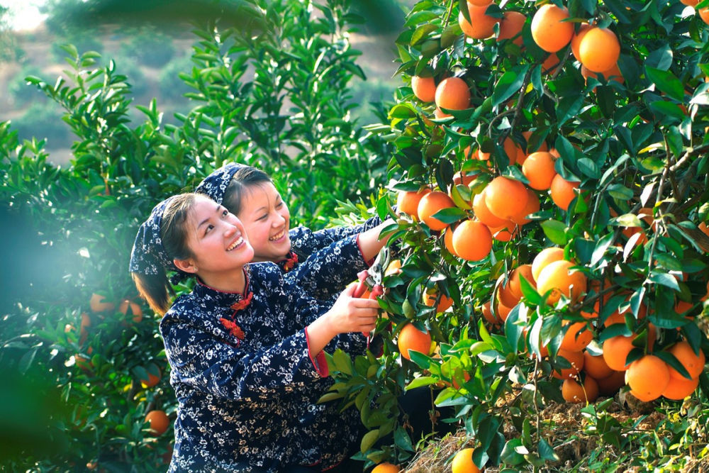 农户在采摘脐橙。安远县委宣传部供图