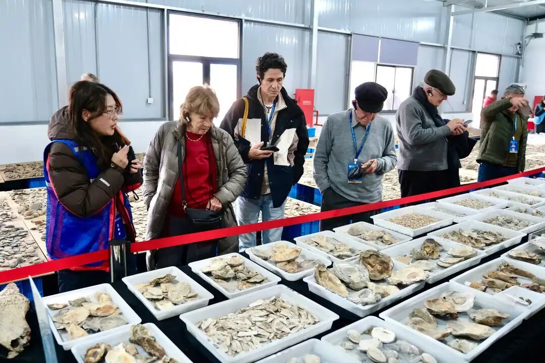 种类丰富的贝类