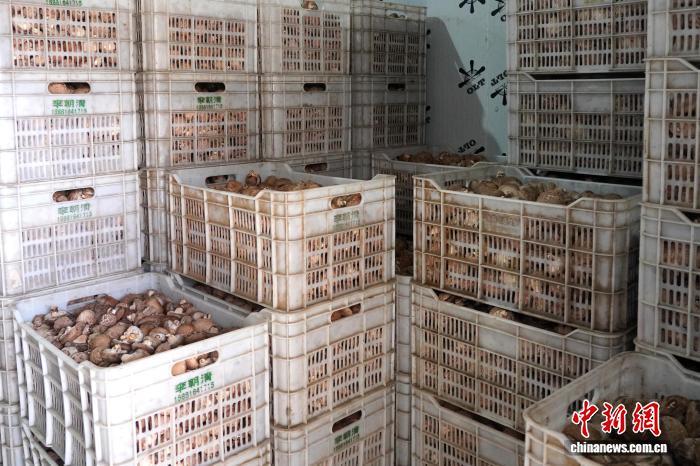 图为产自陕西省留坝县的香菇。　刘慧 摄