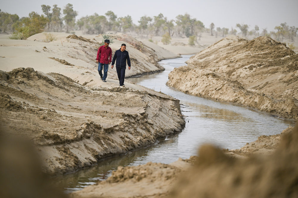 2025年9月19日，新疆巴音郭楞蒙古自治州尉犁县国有林管理局护林员艾力&middot;尼亚孜（右）和同事沿着人工开挖的引洪补水生态渠巡视。