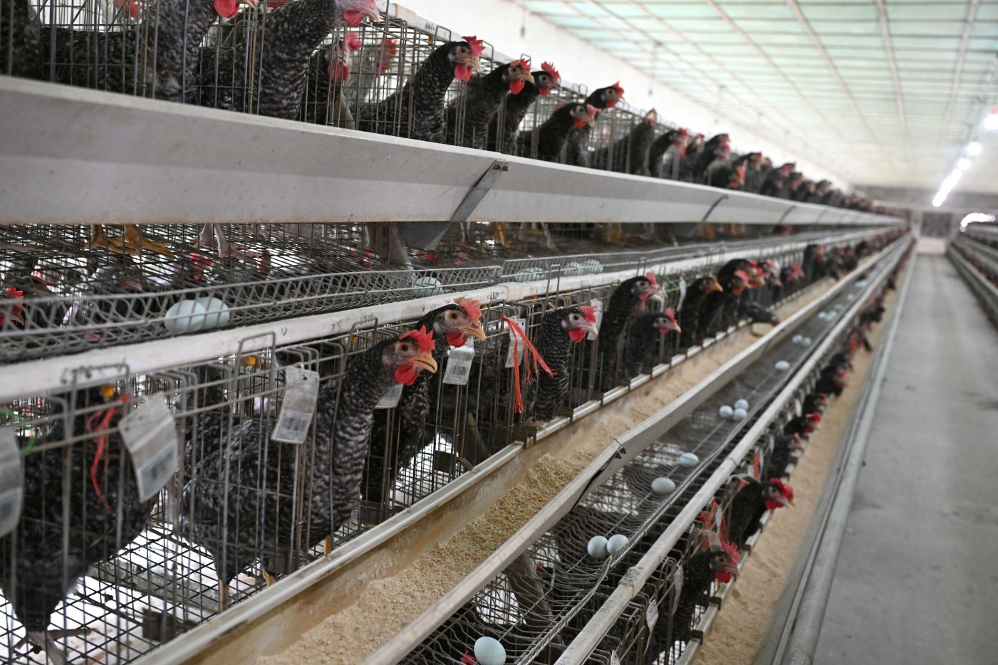 小鸡蛋做成大产业 东乡黑羽绿壳蛋鸡年产值达1.8亿元