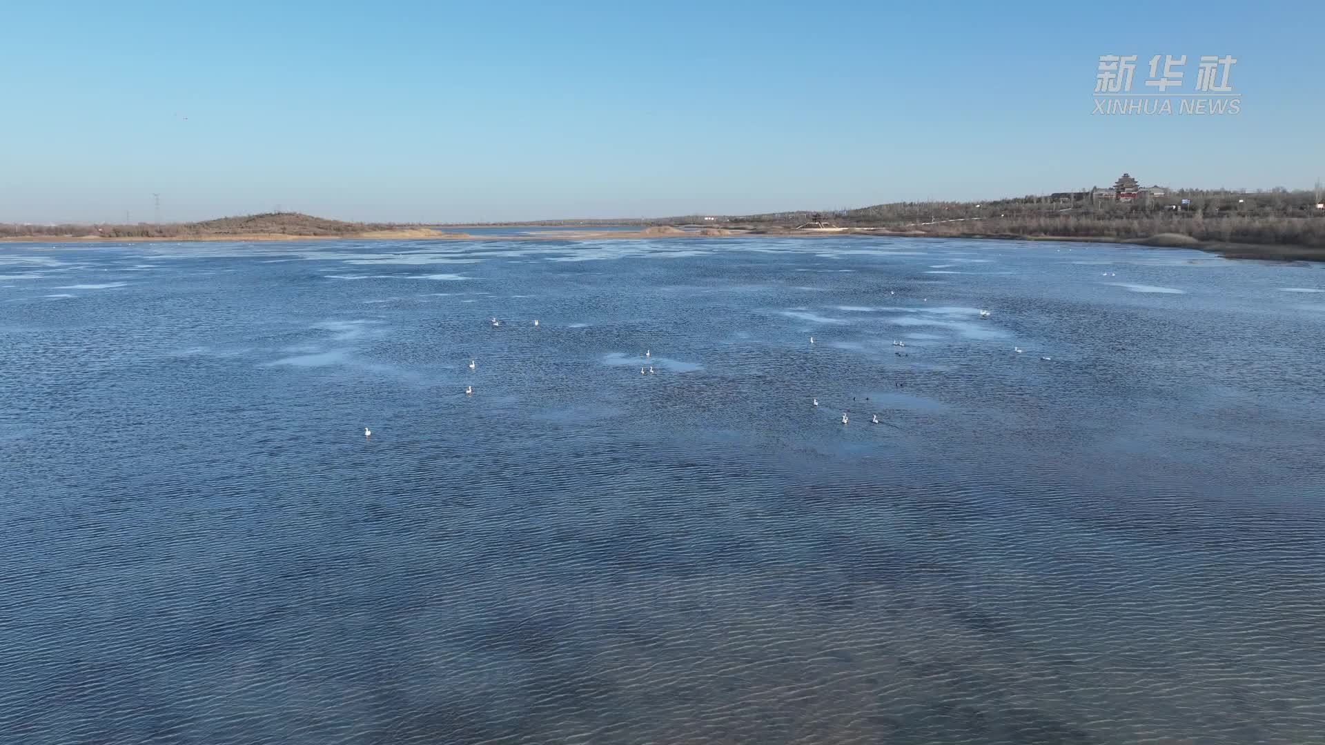 宁夏盐池：荒漠湿地迎来小天鹅