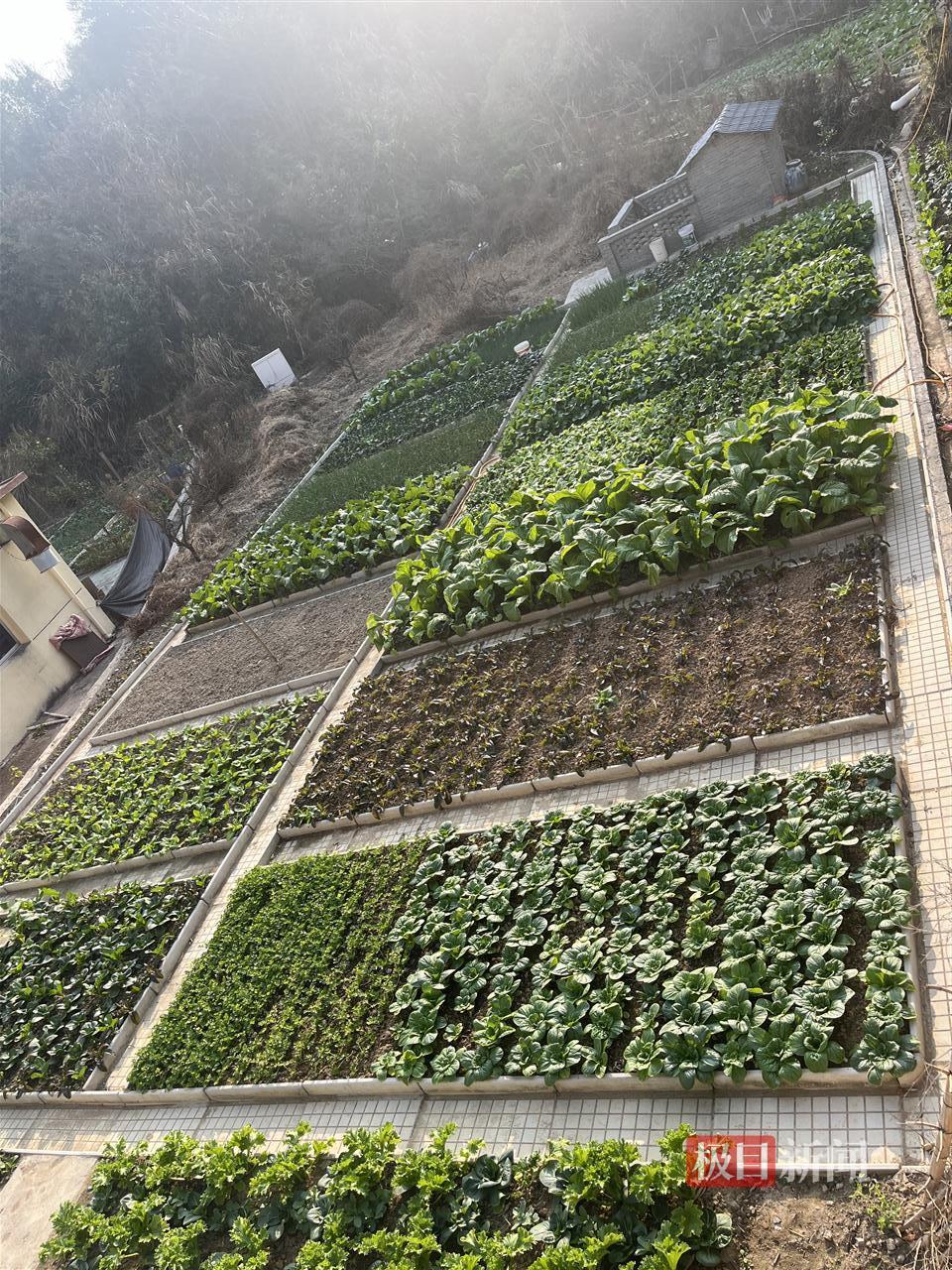 龔雨欣家的菜園種了多種蔬菜，也是給學生準備的