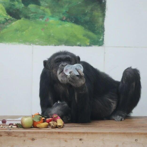 地暖、暖風(fēng)機(jī)、恒溫泳池 動(dòng)物園“萌寶”們的“頂配”溫暖生活