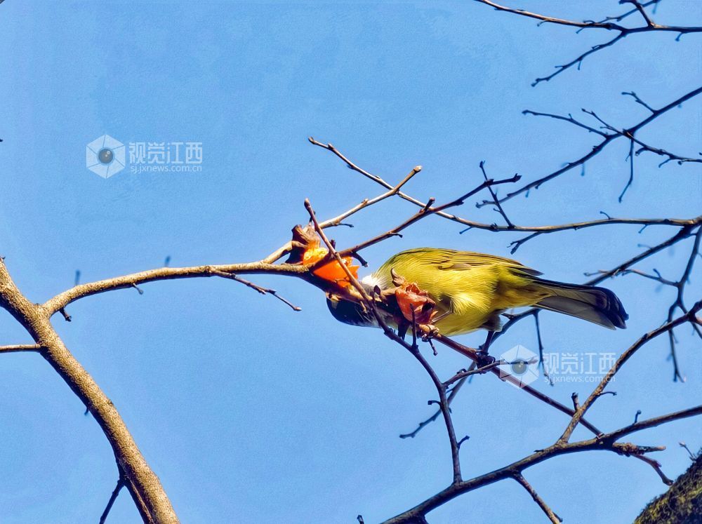 2025年12月14日，江西省分宜县钤山镇龙源村，数只领雀嘴鹎在挂满柿子的枝头穿梭、嬉戏觅食，形成冬季里一抹灵动温暖的风景。