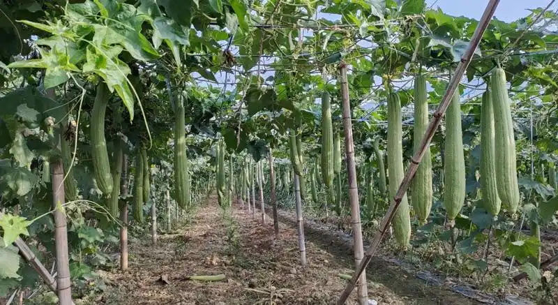 山海奏響協作曲 “金瓜”結出共富果  慈常山海協作絲瓜絡產業賦能鄉村振興