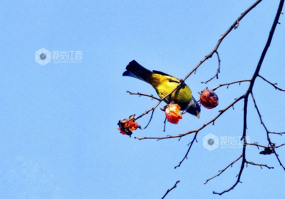 2025年12月14日，江西省分宜县钤山镇龙源村，数只领雀嘴鹎在挂满柿子的枝头穿梭、嬉戏觅食，形成冬季里一抹灵动温暖的风景。