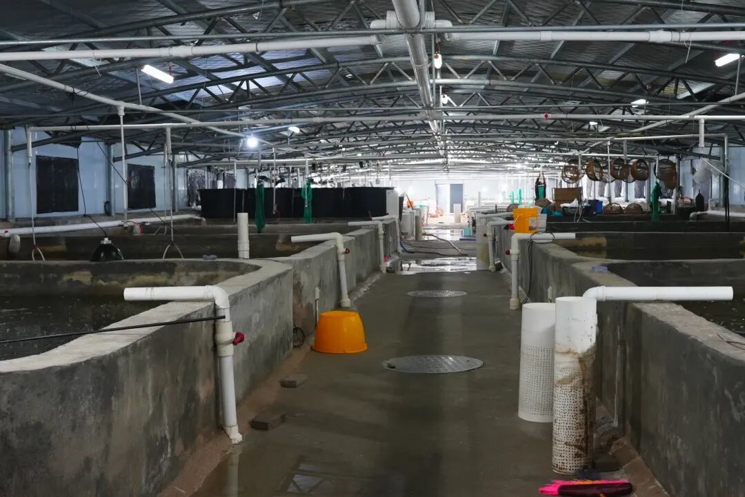 佛黔协作共建&middot;岑巩县现代农业产业园水产养殖示范基地鲈鱼孵化厂房。