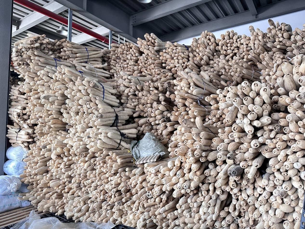 山海奏響協作曲 “金瓜”結出共富果  慈常山海協作絲瓜絡產業賦能鄉村振興