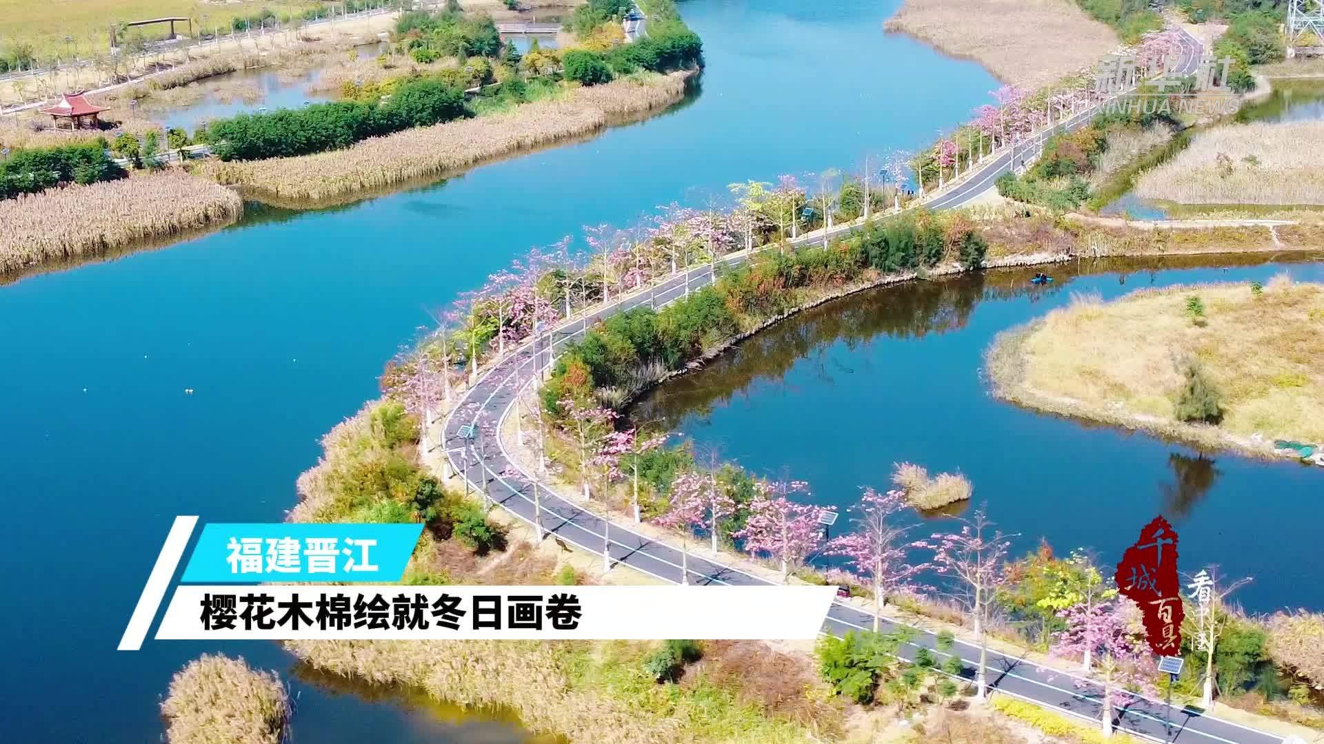 千城百县看中国｜福建晋江：樱花木棉绘就冬日画卷